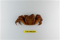 藏品(臺灣扁絨螯蟹)的圖片